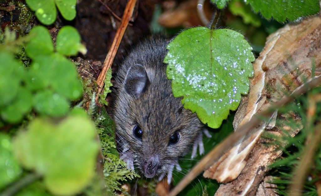 5 façons de lutter contre les rongeurs dans votre jardin