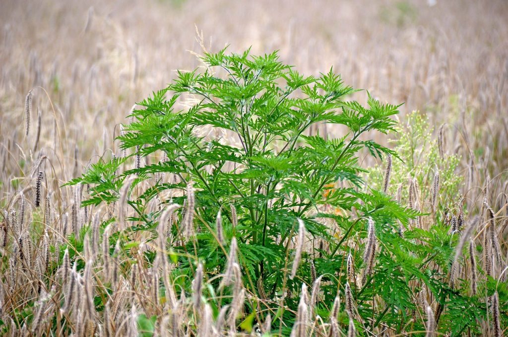 Idées de bordure de jardin pour éviter les mauvaises herbes et l’herbe dans les fleurs